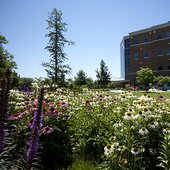 伊利诺伊大学斯普林菲尔德分校